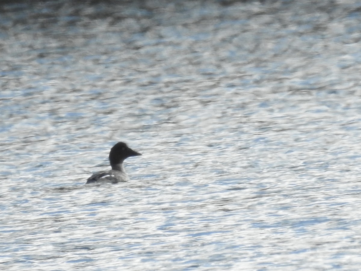 Common Goldeneye - ML523990821