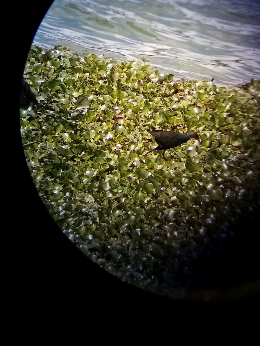 Purple Gallinule - José María Loaiza B.