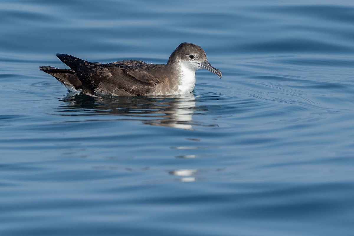 Persian Shearwater - Joachim Bertrands