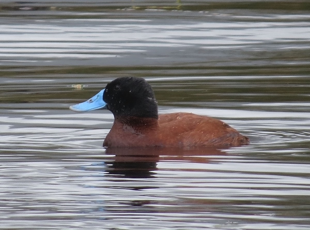 Andean Duck - ML523992691