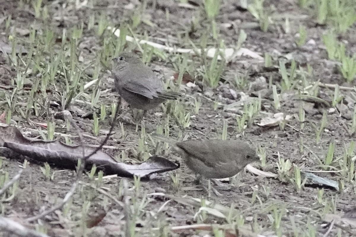 Black-faced Grassquit - ML523993431