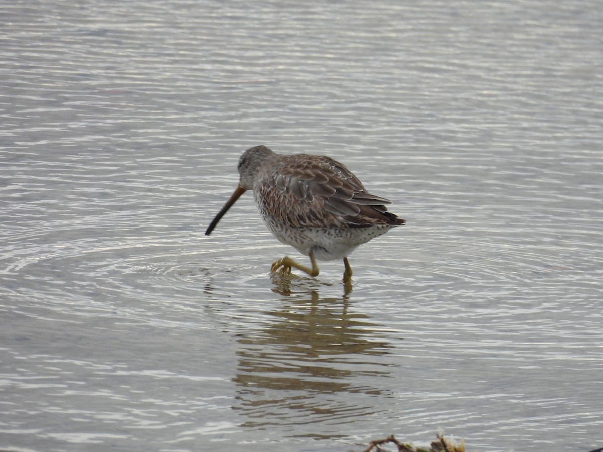 Short-billed Dowitcher - ML523993861