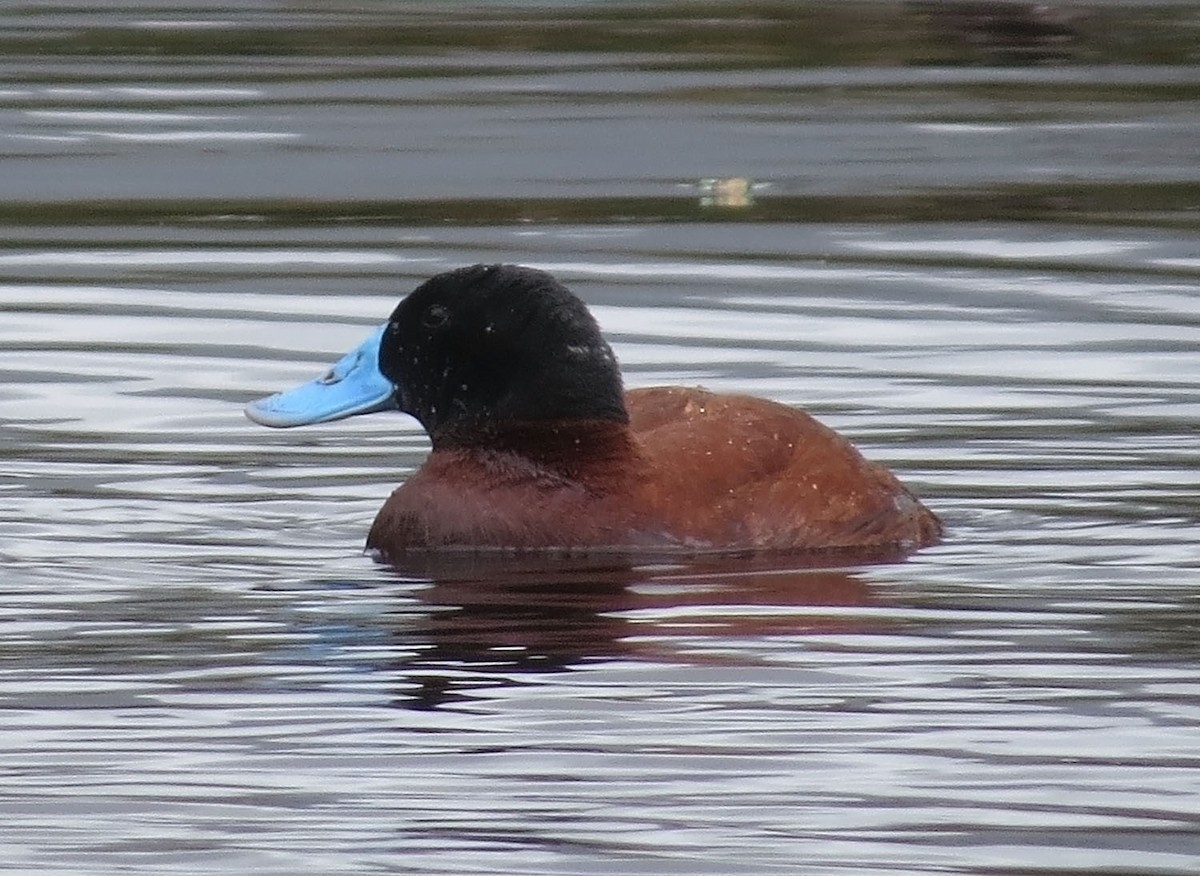 Andean Duck - ML523994121