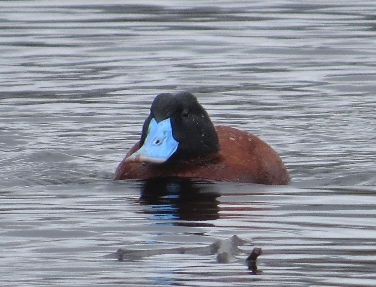 Andean Duck - ML523995291