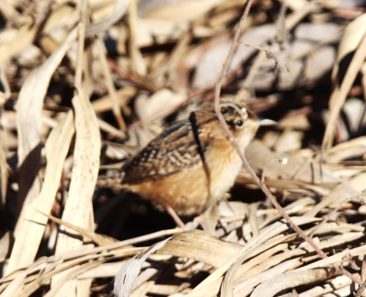 Sedge Wren - ML523997591