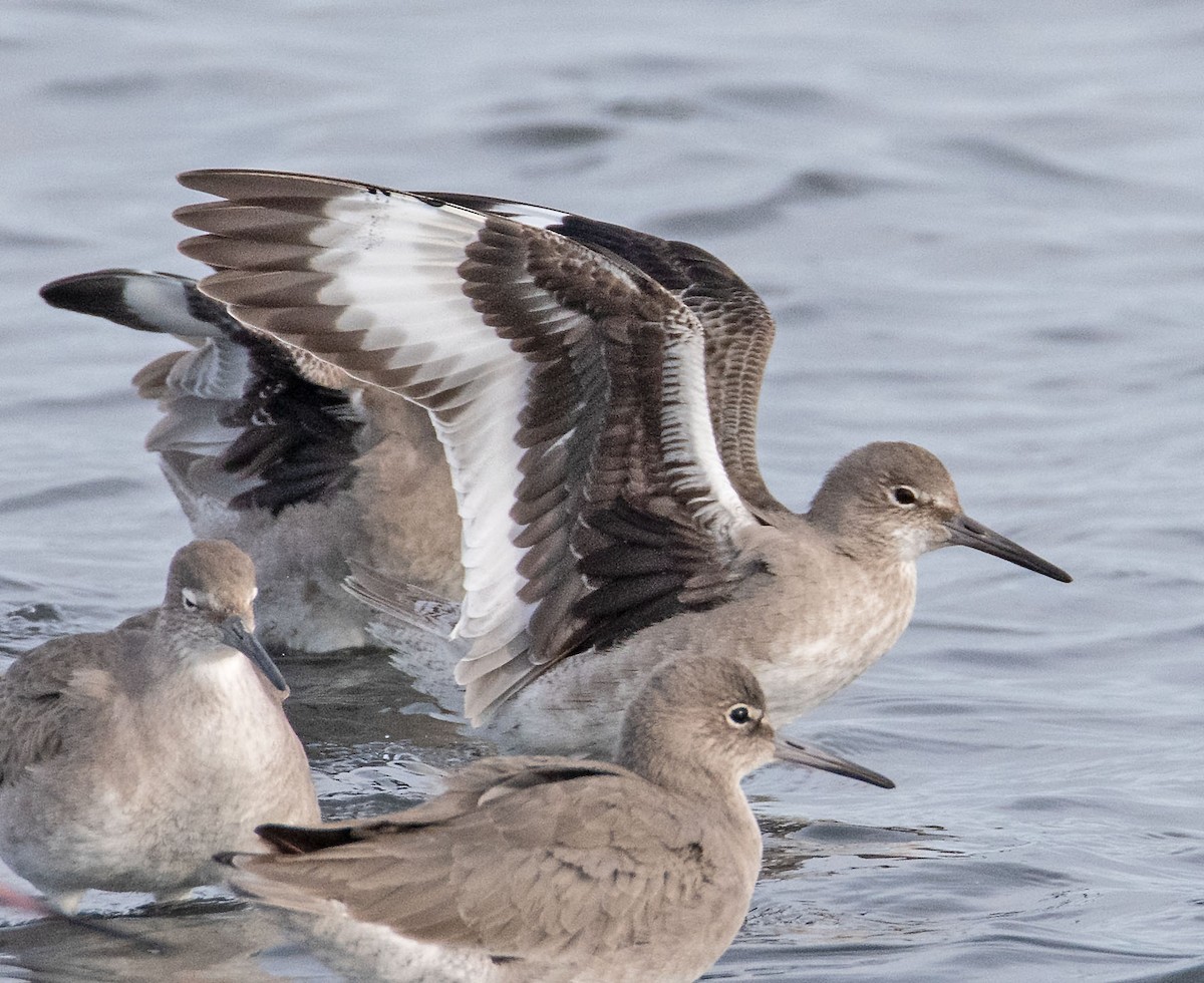 Willet - Margaret & Fred Parkes