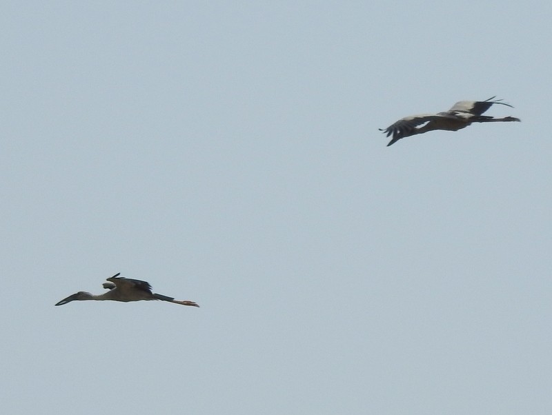 Asian Openbill - Rajaneesh  Ghadi