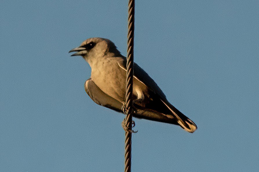 Black-faced Woodswallow - ML524001251