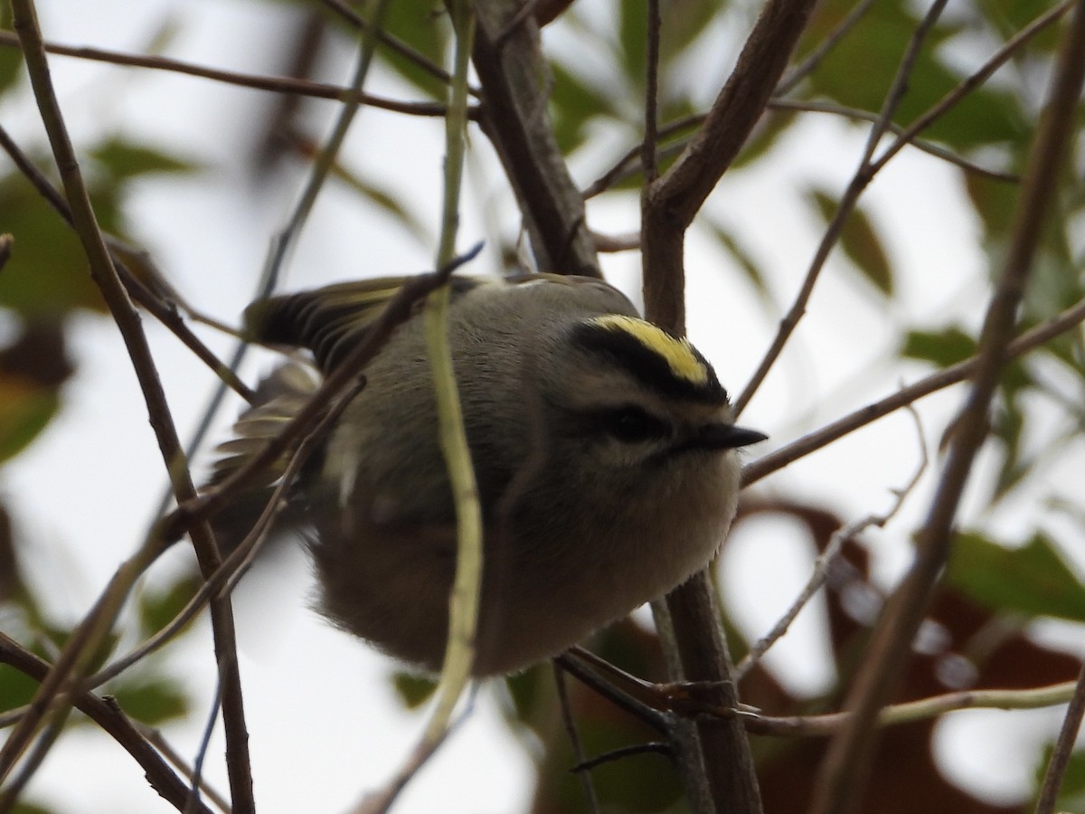 Golden-crowned Kinglet - ML524001421