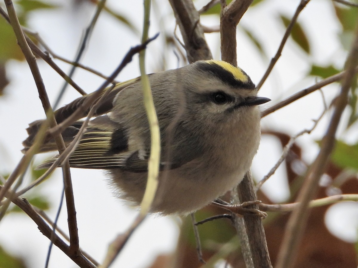 Golden-crowned Kinglet - ML524001431