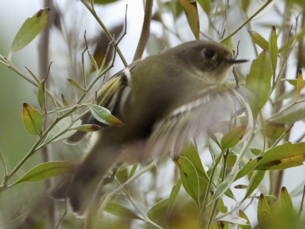 Ruby-crowned Kinglet - ML524001521