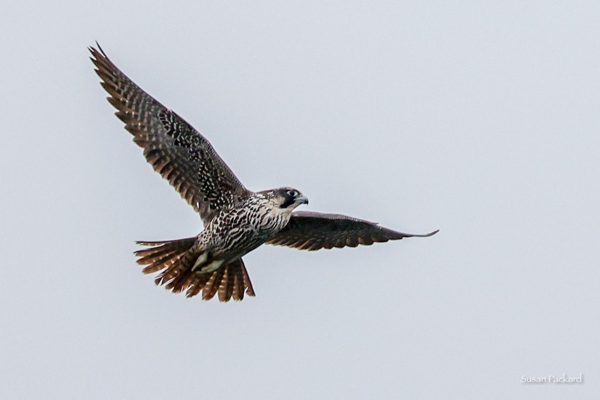 Peregrine Falcon - ML524002111