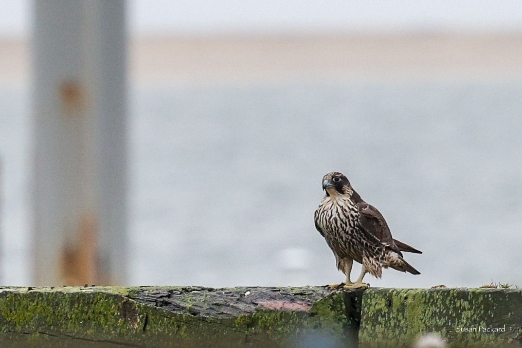 Peregrine Falcon - Susan Packard