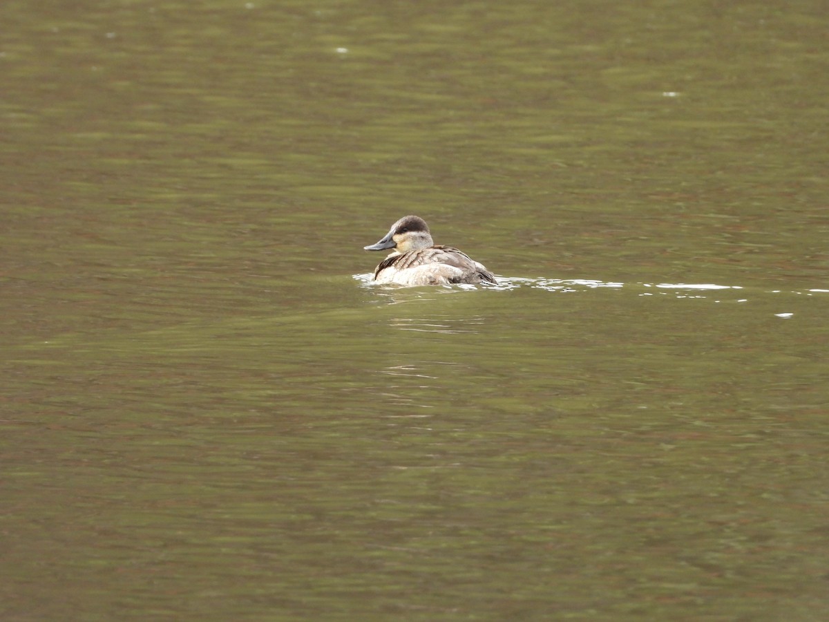 Ruddy Duck - ML524002701