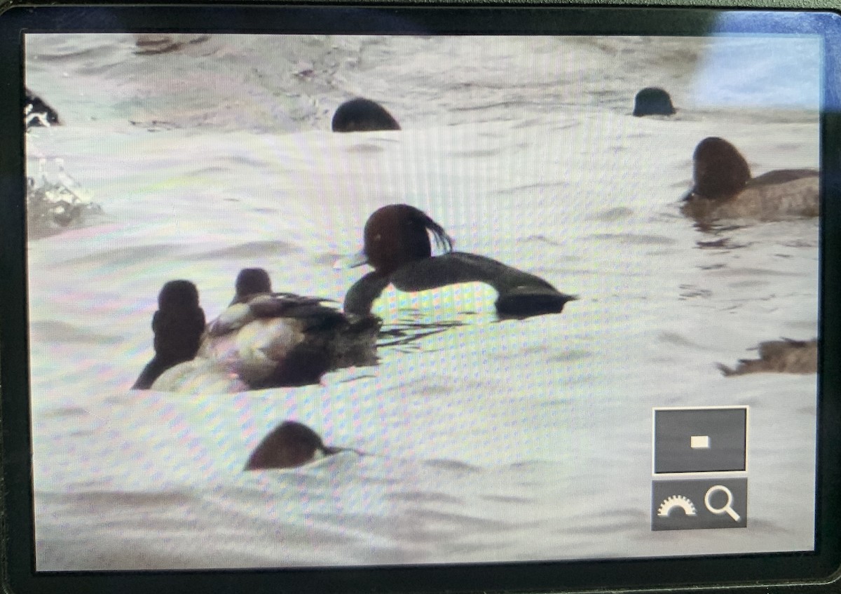 צולל מצויץ - ML524003061