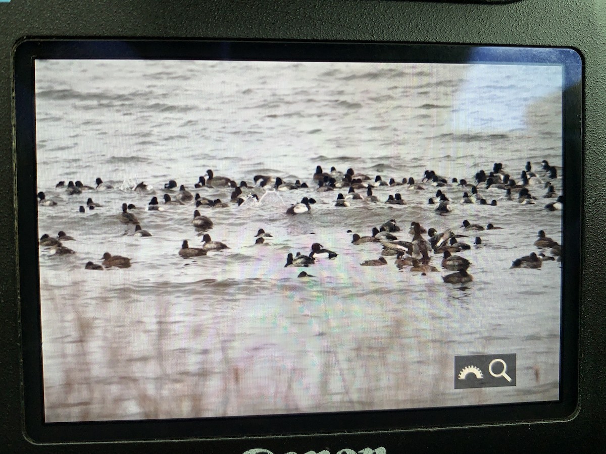 צולל מצויץ - ML524003071