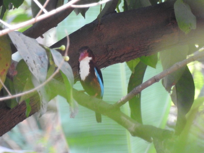 White-throated Kingfisher - Rajaneesh  Ghadi