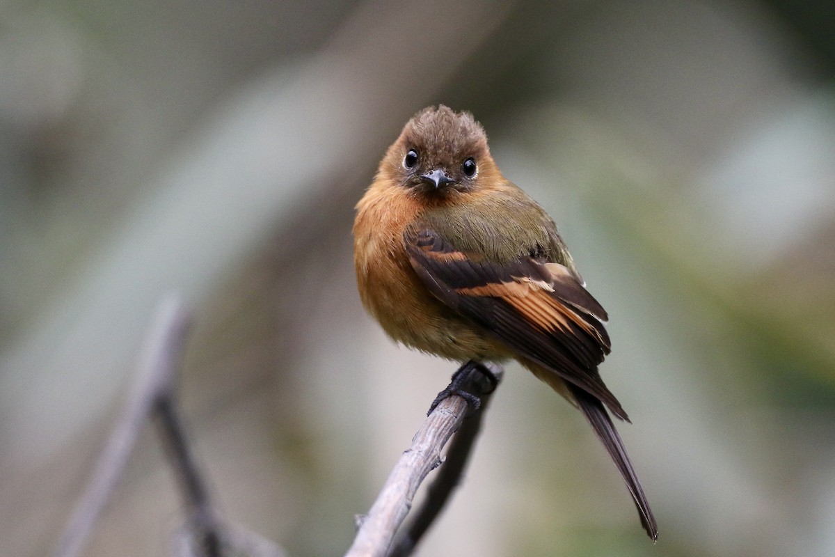 Cinnamon Flycatcher (Andean) - John Garrett