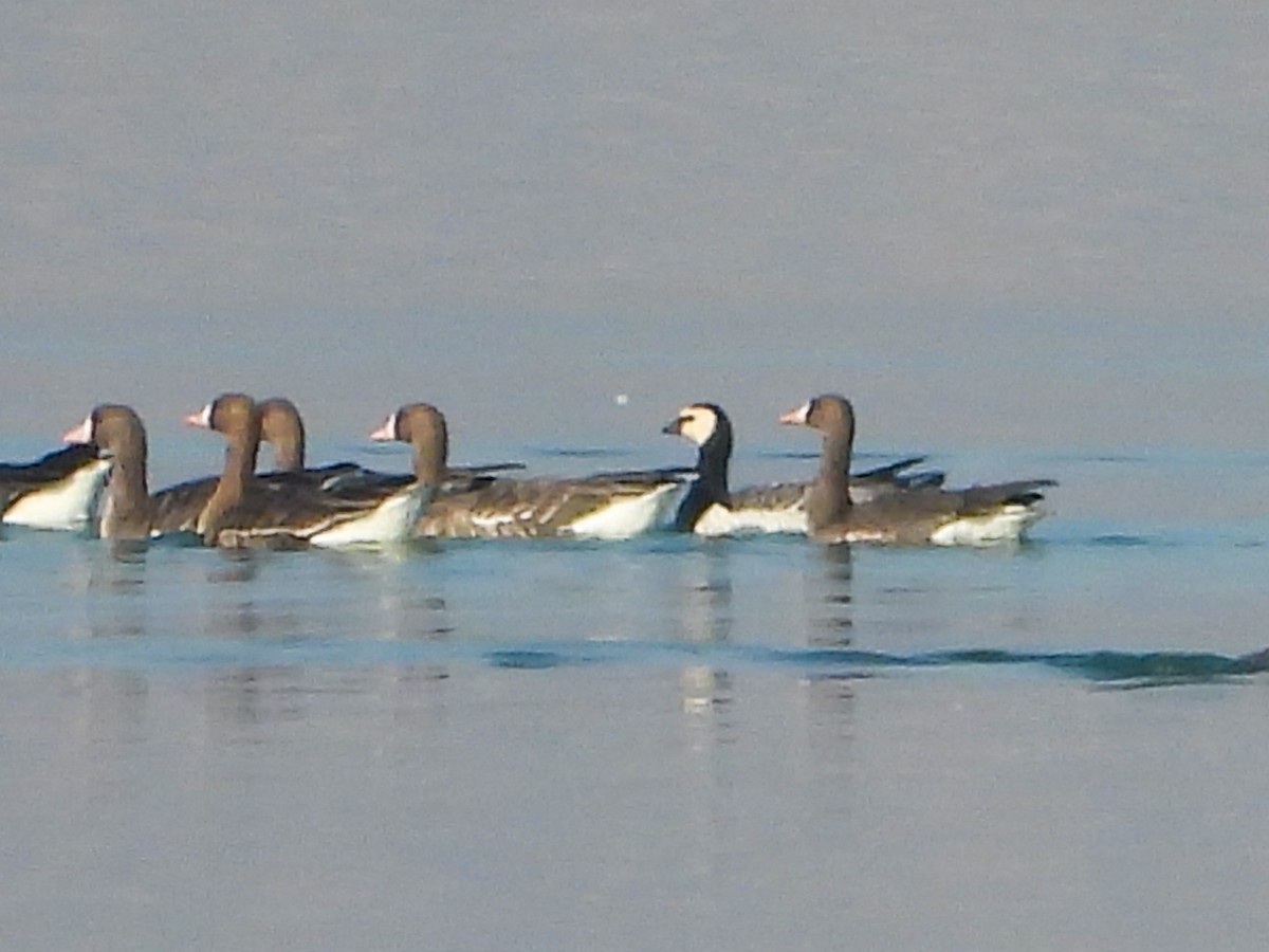 Barnacle Goose - ML524005501