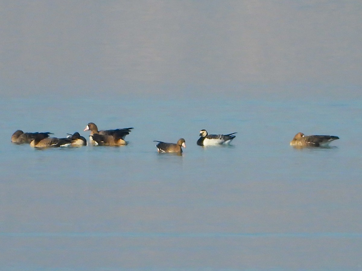 Barnacle Goose - Çağan Abbasoğlu