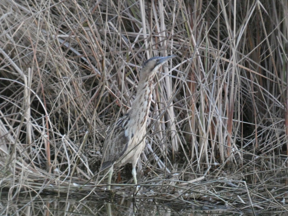 Great Bittern - ML524006891