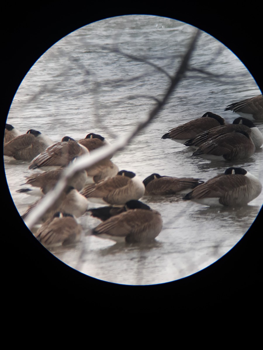 Canada Goose - Aiden  Haley