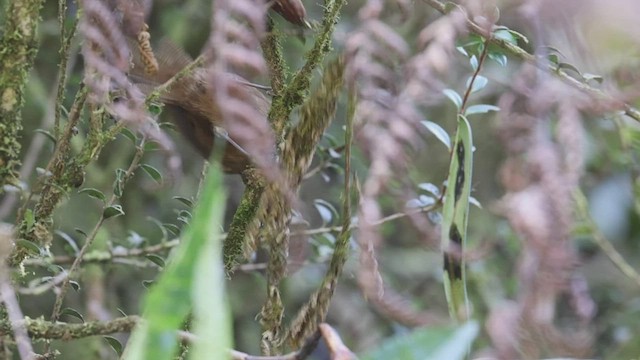 Fulvous Wren - ML524007601