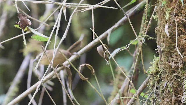 Fulvous Wren - ML524007611