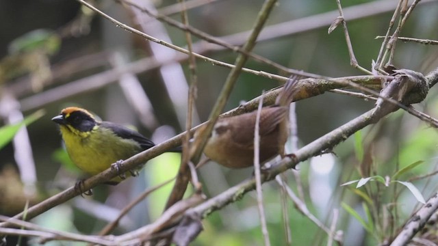 Fulvous Wren - ML524007621