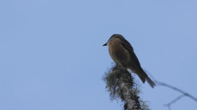 Rufous-bellied Bush-Tyrant - ML524007641