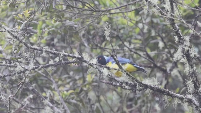 Hooded Mountain Tanager - ML524008121