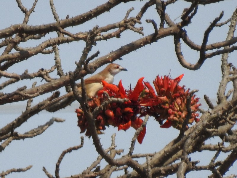 Yellow-eyed Babbler - ML52400881