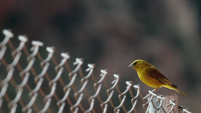 Greenish Yellow-Finch - ML524008921