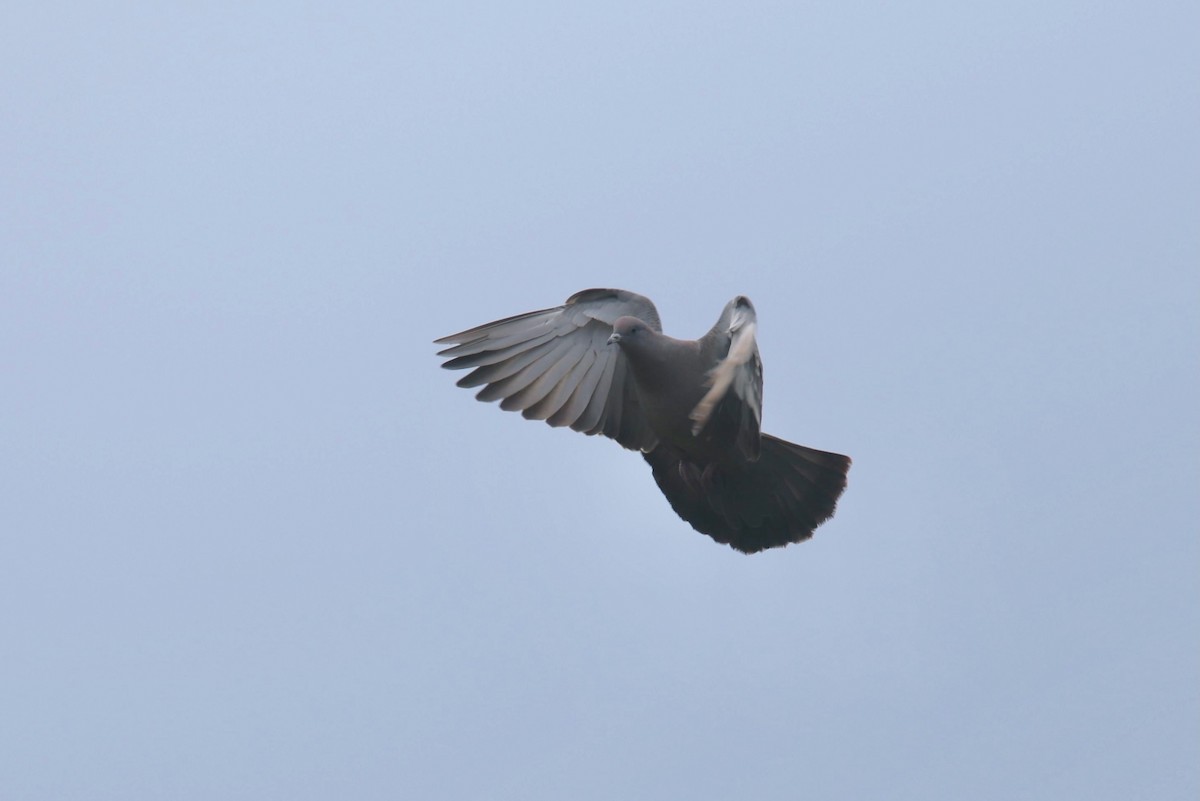 Spot-winged Pigeon - ML524010341