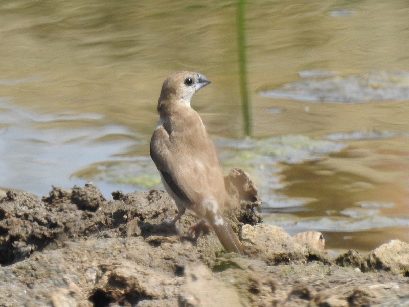 Indian Silverbill - Rajaneesh  Ghadi