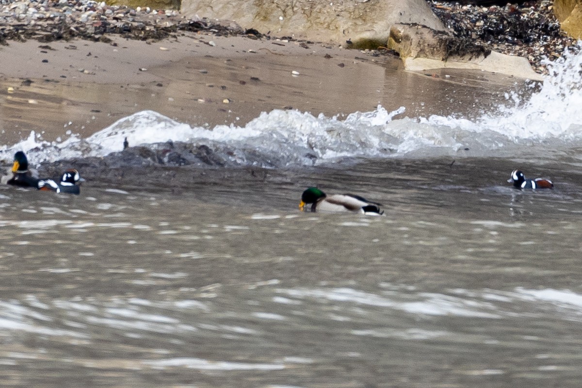 Harlequin Duck - ML524011751