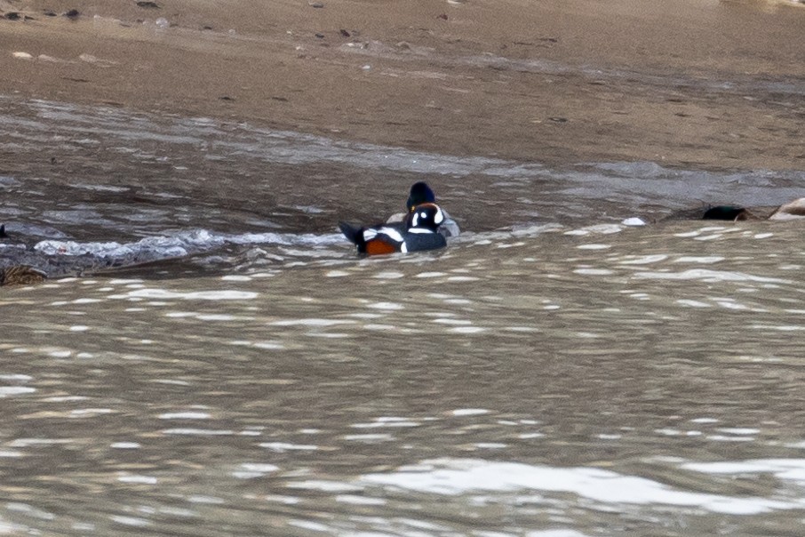 Harlequin Duck - ML524011761