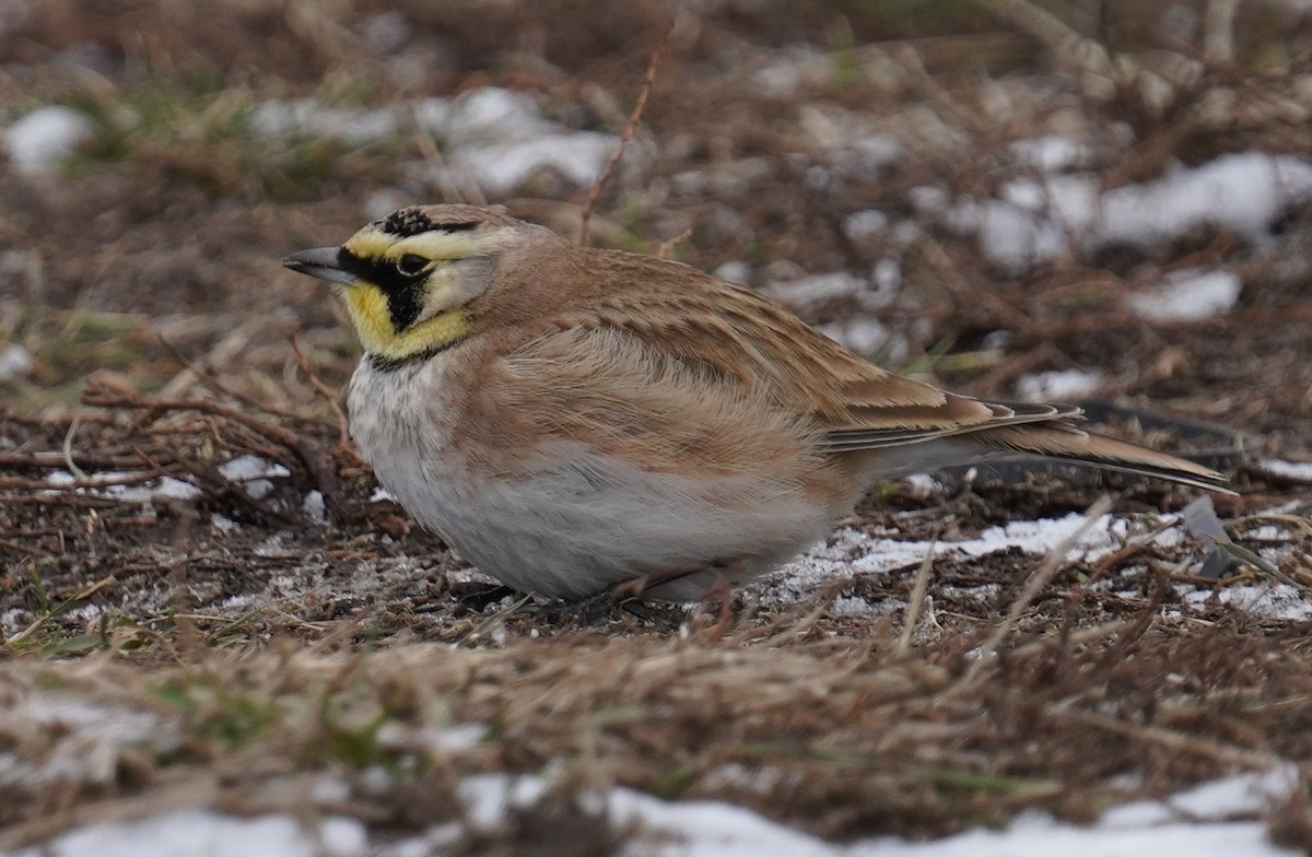 Horned Lark - Dennis Mersky