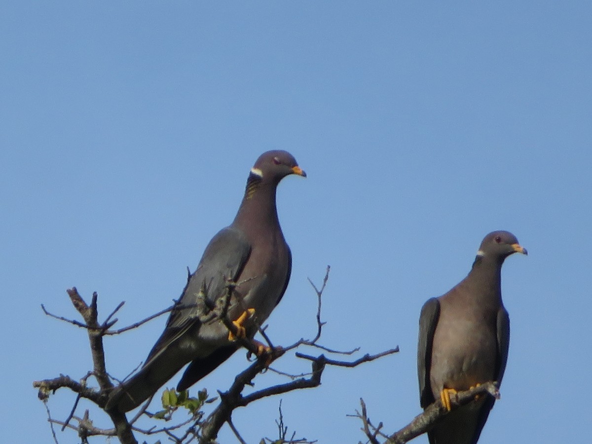 Band-tailed Pigeon - Terri Williams