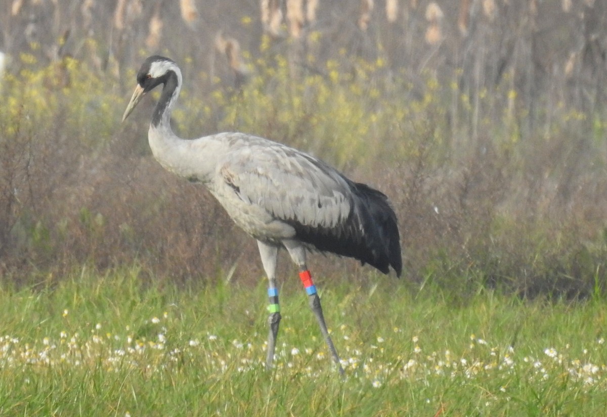 Common Crane - Cesar Clemente