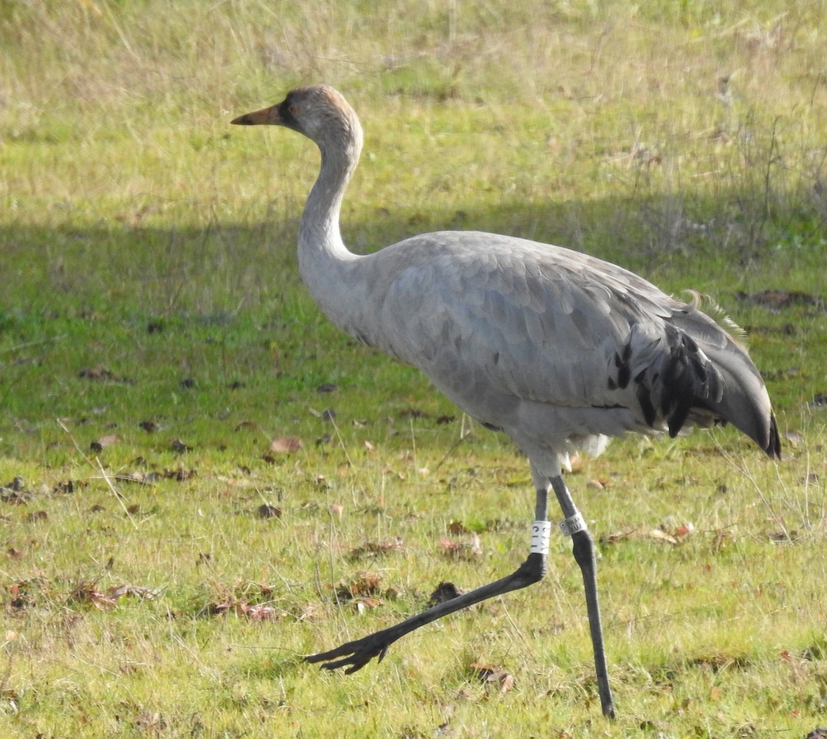 Grulla Común - ML524013661