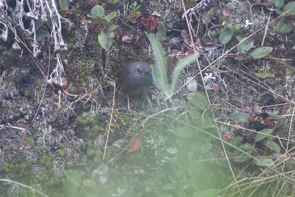 Puna Tapaculo - ML524013981