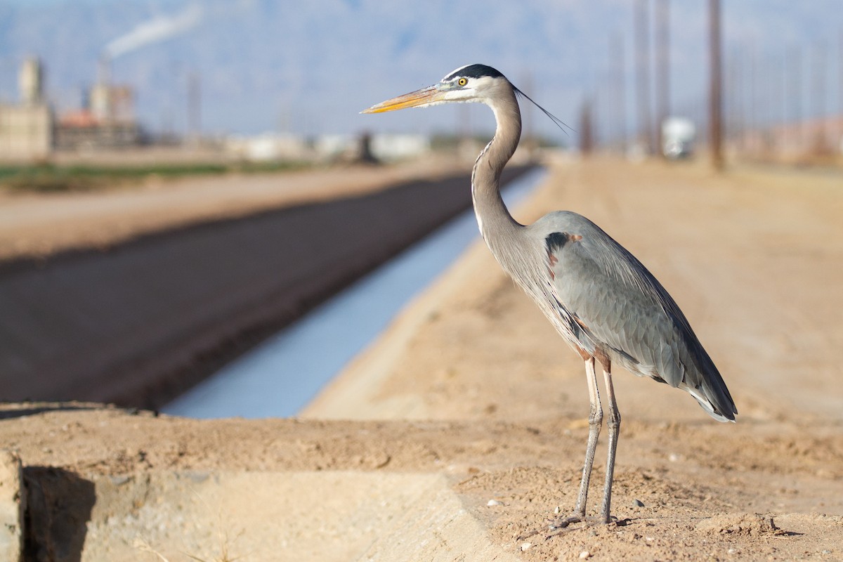 Great Blue Heron - Sasha Cahill