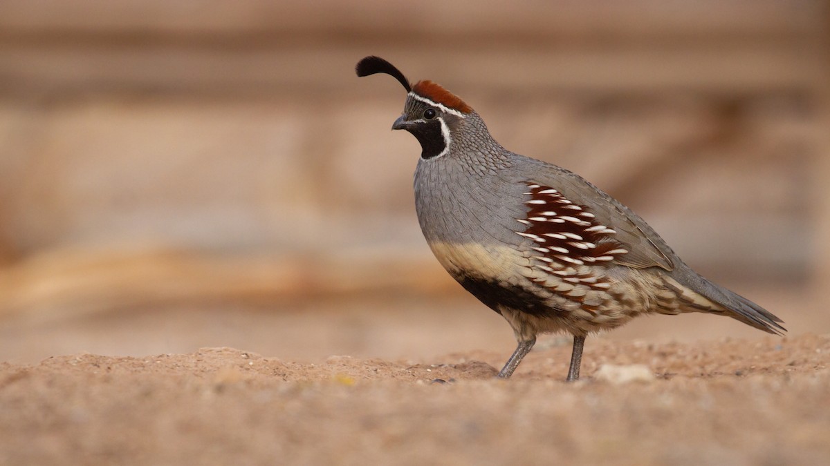 Gambel's Quail - Sasha Cahill