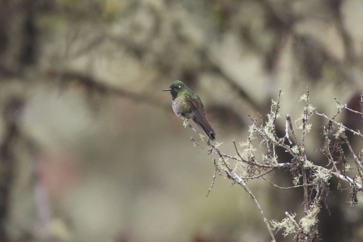 kolibřík dřišťálový - ML524016431