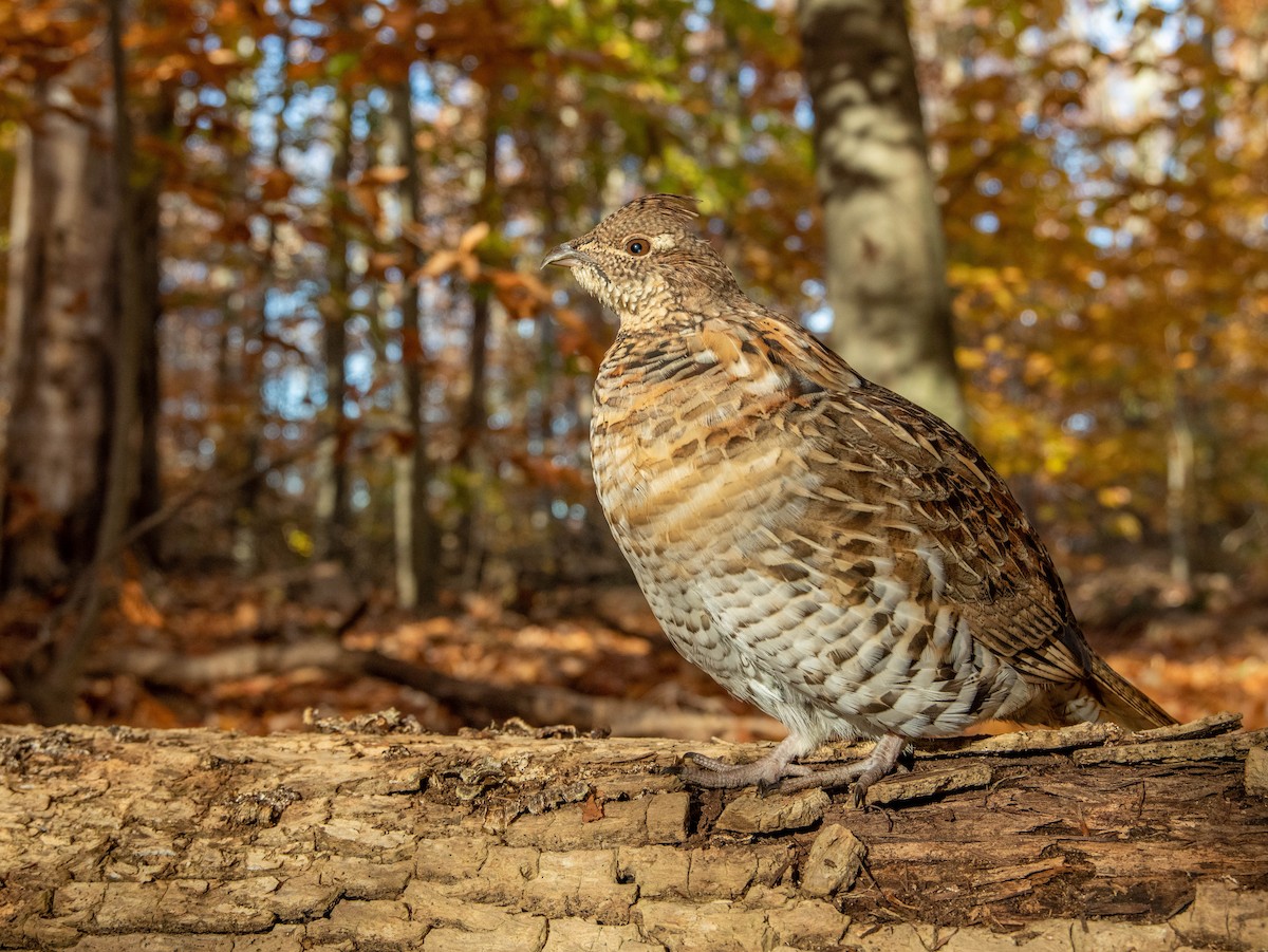 Ruffed Grouse - ML524016751