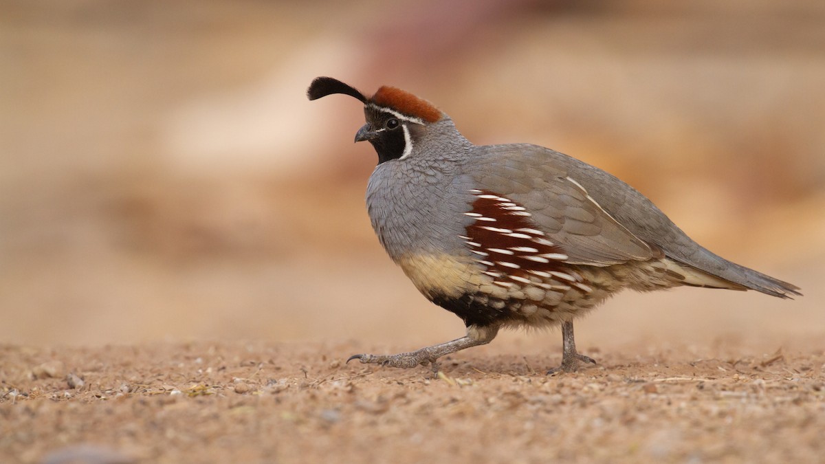 Gambel's Quail - ML524016761