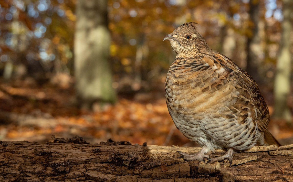 Ruffed Grouse - ML524016931