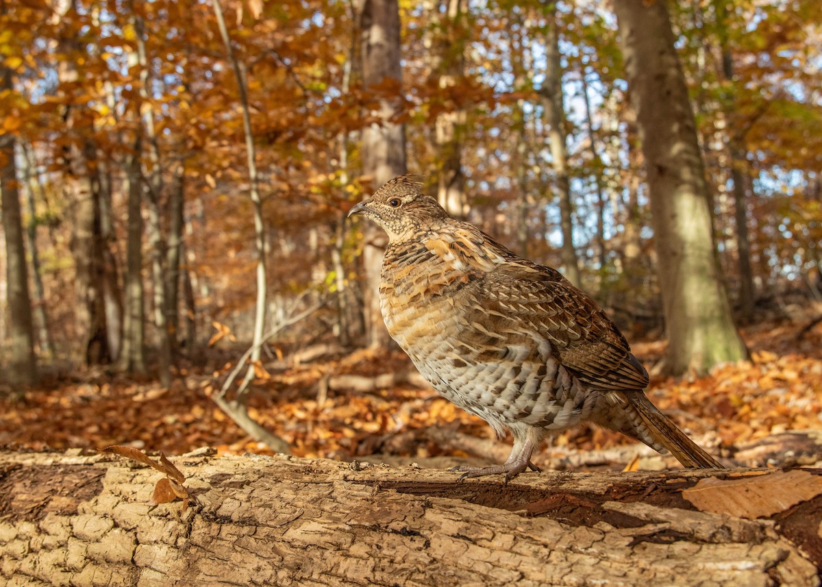 Ruffed Grouse - ML524016951