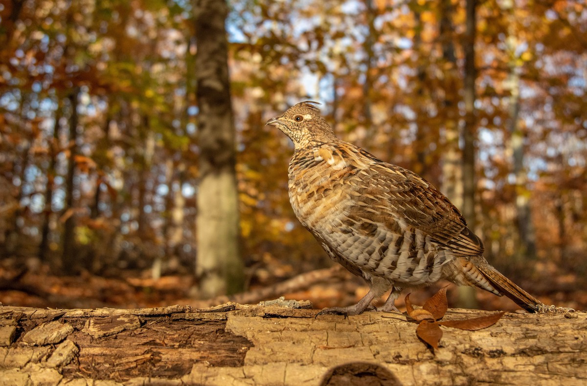 Ruffed Grouse - ML524016961